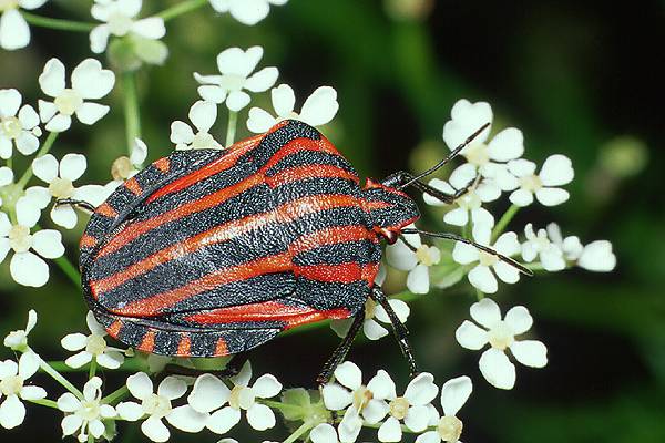 Graphosoma lineatum (Strojnica Baldaszkwka)