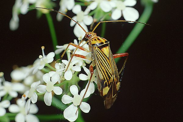 Calocoris quadripunctatus