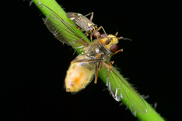 Calocoris quadripunctatus