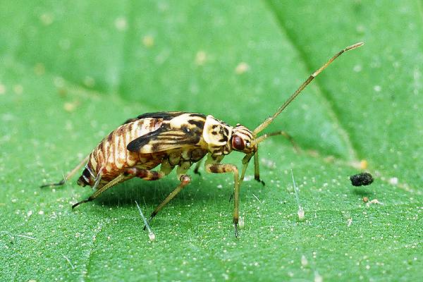 Calocoris quadripunctatus