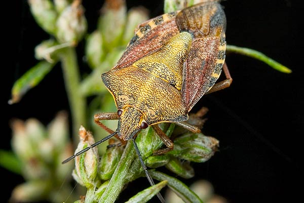 Antheminia lunulata (Anteminia ksiycowa)