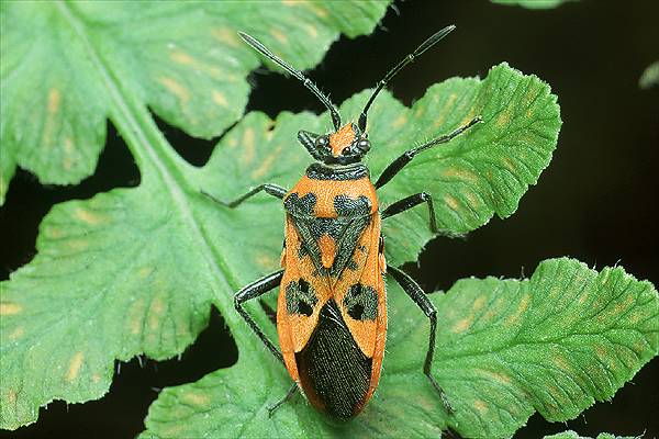 Corizus hyoscyami (Glinik lulkarz)