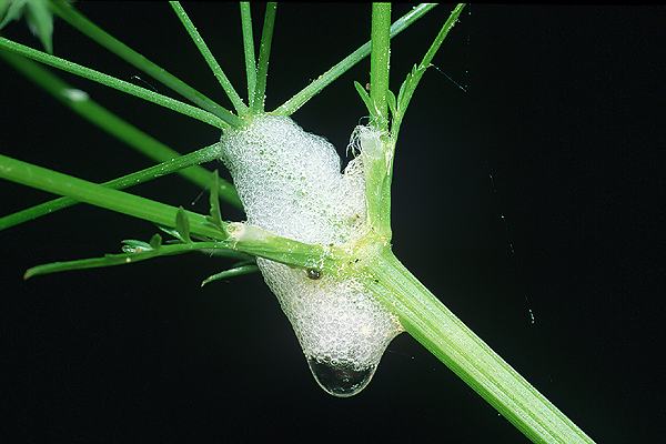 Philaenus spumarius (Pienik linianka)