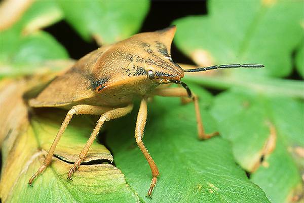 Carpocoris fuscispinus (Borczyniec owocowy)