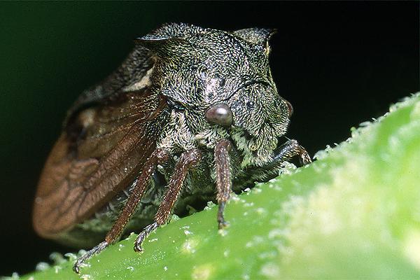 Centrotus cornutus (Zgarb rogaty)