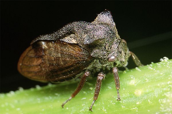 Centrotus cornutus (Zgarb rogaty)