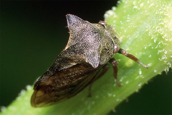 Centrotus cornutus (Zgarb rogaty)