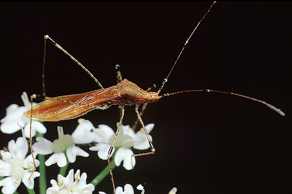 metatropis rufescens