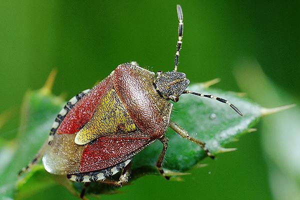 Dolycoris baccarum (Plusknia jagodziak)