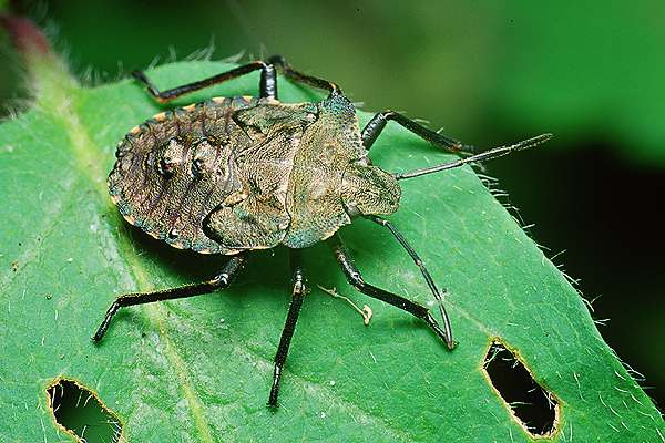 Pentatoma rufipes (Tarczwka rudonoga)