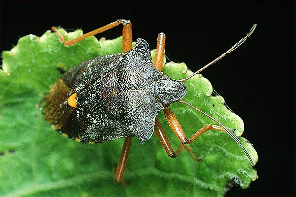 Pentatoma rufipes (Tarczwka rudonoga)