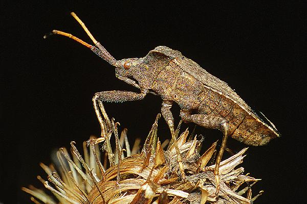 Coreus marginatus (Wtyk straszyk)