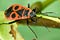 Pyrrhocoris apterus (Kowal bezskrzydy)