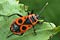 Pyrrhocoris apterus (Kowal bezskrzydy)