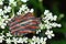 Graphosoma lineatum (Strojnica Baldaszkwka)