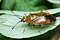 Deraeocoris ruber (Byszczek elegancik)