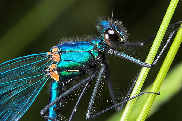 calopteryx splendens