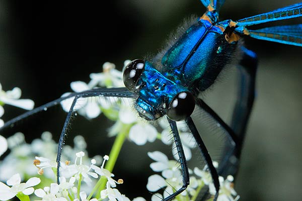 calopteryx splendens