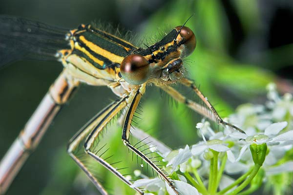 platycnemis pennipes