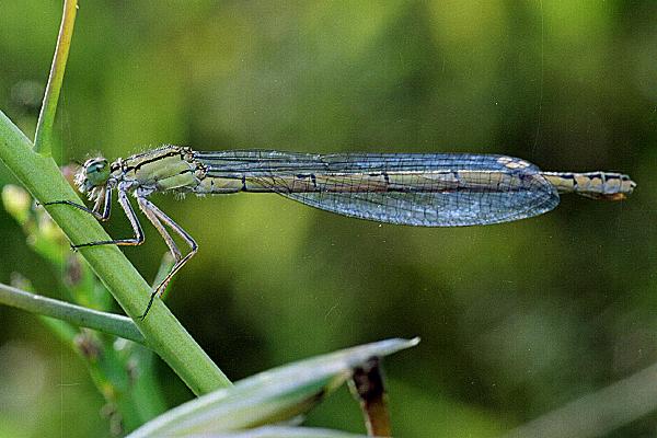 enallagma cyathigerum