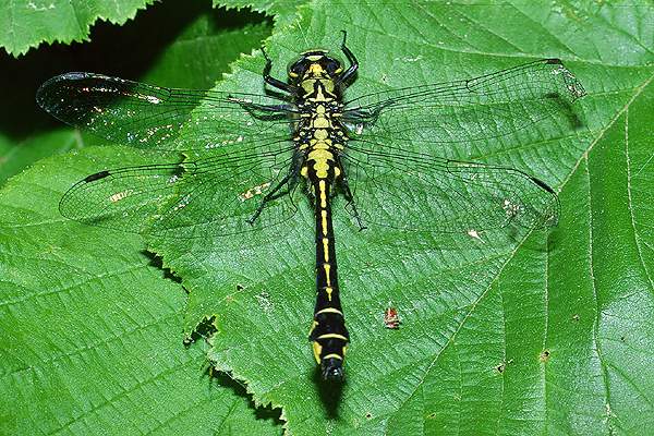 gomphus vulgatissimus