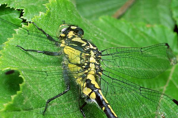 gomphus vulgatissimus