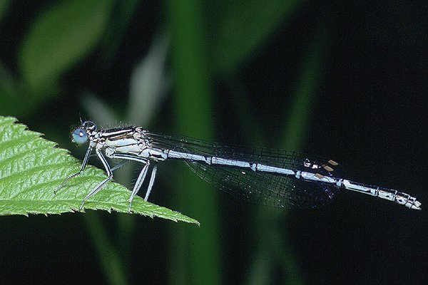 platycnemis pennipes