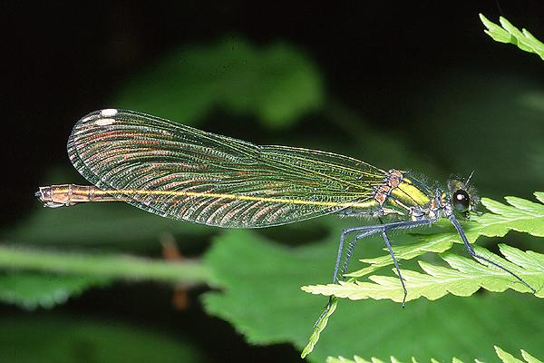 calopteryx splendens