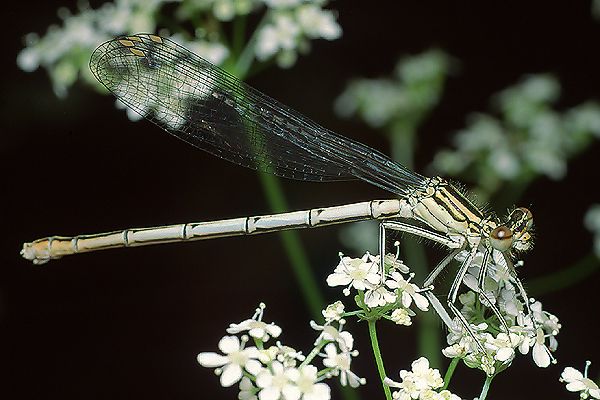 platycnemis pennipes