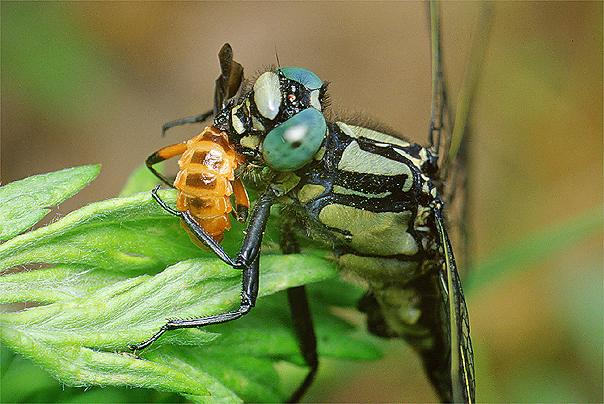 gomphus vulgatissimus