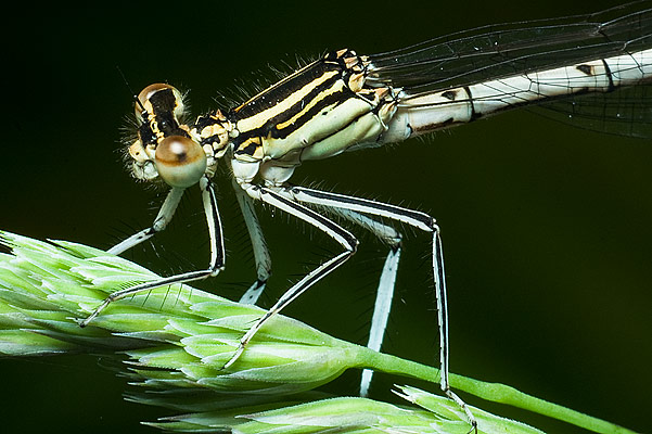 platycnemis pennipes