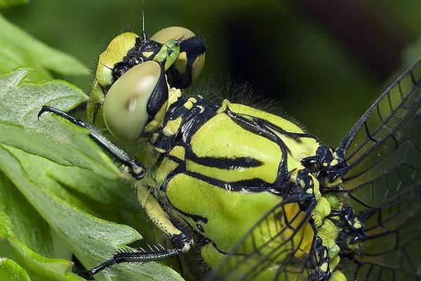 gomphus simillimus