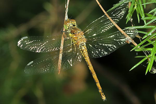 sympetrum vulgatum