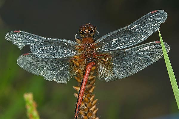 sympetrum flaveolum