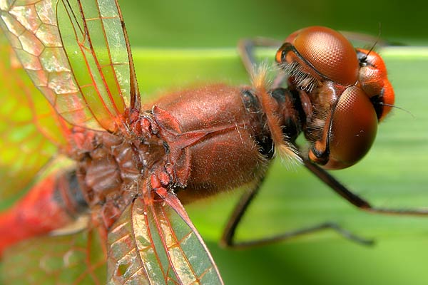 sympetrum flaveolum