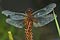 sympetrum flaveolum