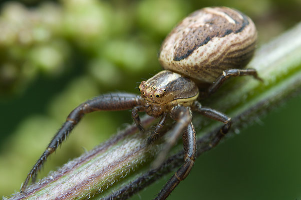 xysticus sp.