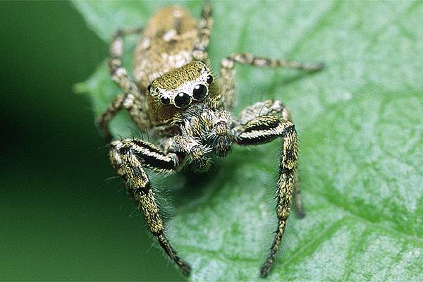 dendryphantes rudis