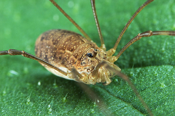 Opiliones (kosarze)