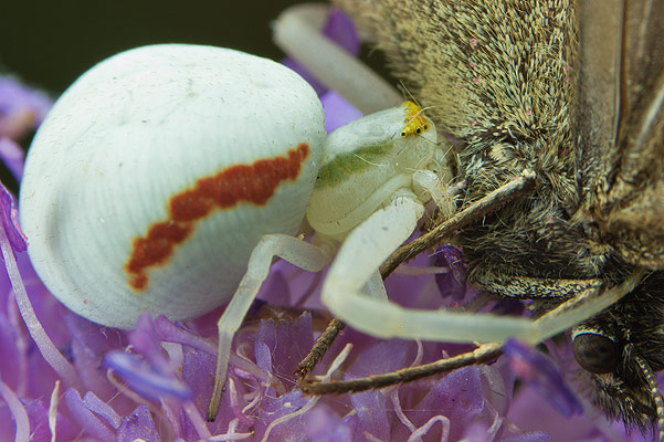 misumena vatia (kwietnik)