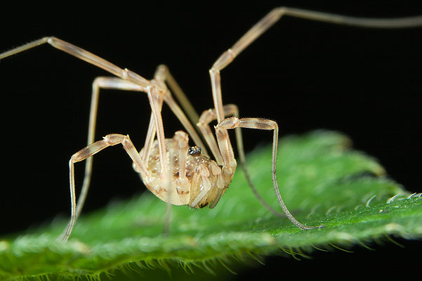 Opiliones (kosarze)