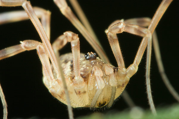 Opiliones (kosarze)