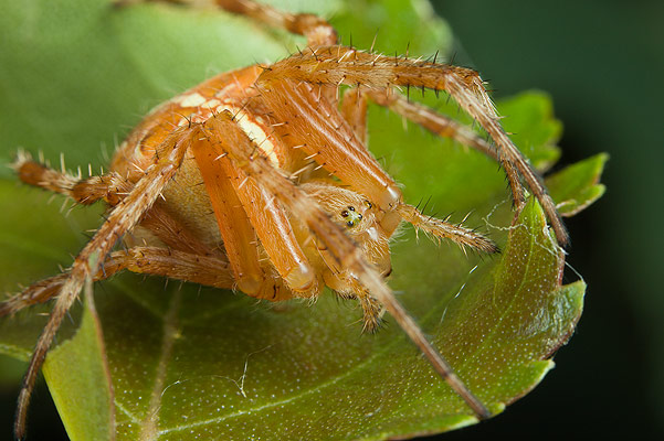 Araneus diadematus (Krzyak ogrodowy)