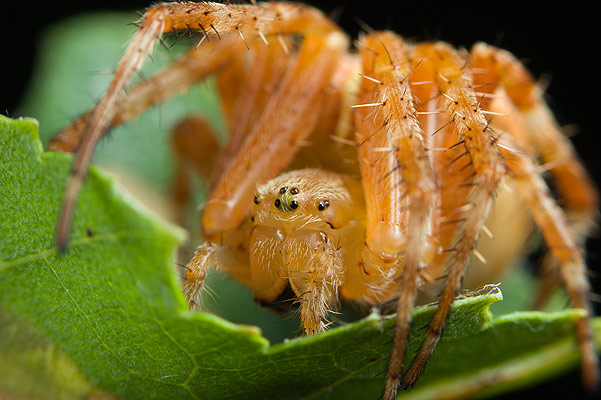 Araneus diadematus (Krzyak ogrodowy)