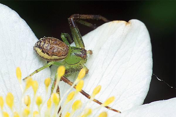 diaea dorsata (cofnik)