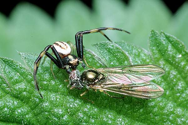 misumena vatia (kwietnik)