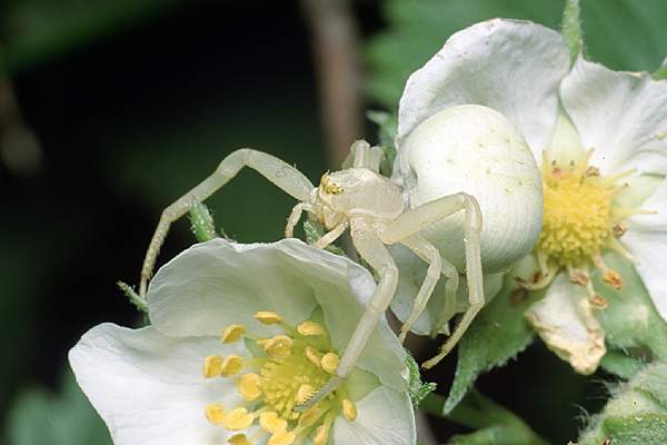 misumena vatia (kwietnik)