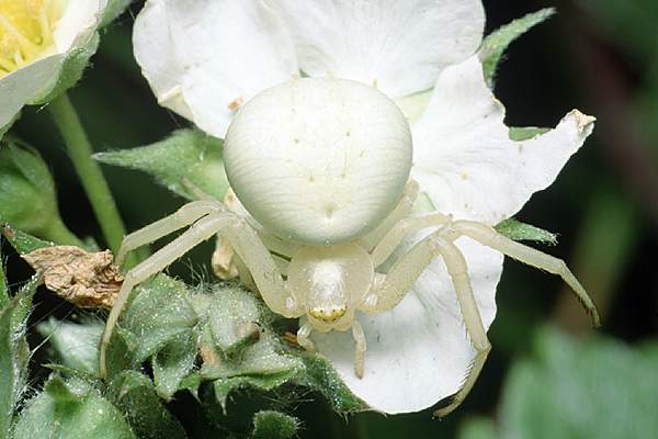 misumena vatia (kwietnik)