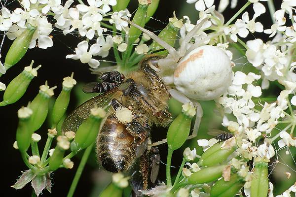 misumena vatia (kwietnik)