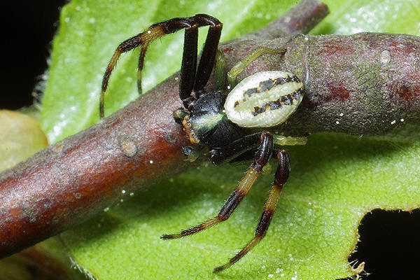 misumena vatia (kwietnik)